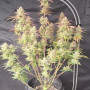 Семена конопли FROSTBANGER Auto™ от Fast Buds