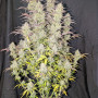 Семена конопли Z-Up Auto™ от Fast Buds