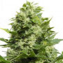 Cannabis seed variety Auto Cheese Feminised Silver