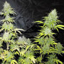 Cannabis seed variety Auto Cheese Feminised Silver