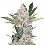 Cannabis seed variety Auto Chemdawg Feminised Silver