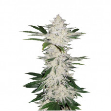 Auto Chemdawg Feminised Silver