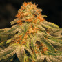 Cannabis seed variety Auto Orange Feminised Gold