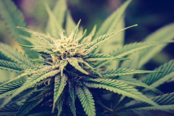Качественное марихуана на что похожи листья конопли