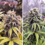 Cannabis seeds EUFORIA® from Dutch Passion