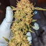 Cannabis seeds Original AUTO BUBBLEGUM from Fast Buds