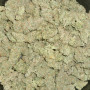 Семена конопли Original AUTO BLUEBERRY от Fast Buds