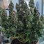 Семена конопли Original AUTO CRITICAL от Fast Buds
