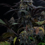 Семена конопли LEMON CHERRY RUNTZ ™ от Fast Buds