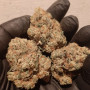 Семена конопли GORILLA MELON ™ от Fast Buds