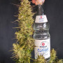 Семена конопли Original AUTO CINDERELLA от Fast Buds