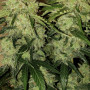 Семена конопли TANGIE Auto от Fast Buds