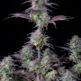 Cannabis seeds Original BLUEBERRY Auto from Fast Buds