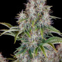 Семена конопли Original AUTO CINDERELLA от Fast Buds