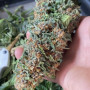 Семена конопли Wedding GLUE Auto от Fast Buds