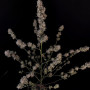 Cannabis seeds Original AUTO BUBBLEGUM from Fast Buds