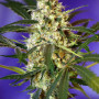 Cannabis seeds FAST BUD #2 AUTO® from Sweet Seeds