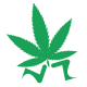 Семена быстрорастущих сортов марихуаны