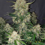 Cannabis seeds Original MOBY DICK Auto from Fast Buds
