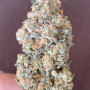 Семена конопли PAPAYA SHERBET ™ от Fast Buds