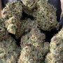 Насіння конопель CHERRY COLA Auto від Fast Buds