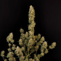 Семена конопли Original AUTO CRITICAL от Fast Buds