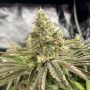 Семена конопли GORILLA MELON ™ от Fast Buds