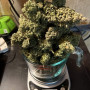 Насіння конопель Original AUTO WHITE WIDOW від Fast Buds