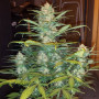 Семена конопли West Coast O.G. Auto от Fast Buds