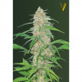 Cannabis seeds AK-77V from Victory Seeds
