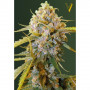 Cannabis seeds BIGGEST BUD from Victory Seeds