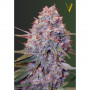 Cannabis seeds CARAMELINO  from Victory Seeds