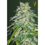 Cannabis seeds PARMESAN from Victory Seeds