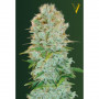 Cannabis seeds CRITICAL from Victory Seeds