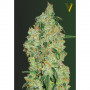 Cannabis seeds GREEN WILD SHARK from Victory Seeds