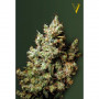 Cannabis seeds NORTHERN LIGHT from Victory Seeds