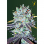 Cannabis seeds ОRIGINAL BERRY from Victory Seeds