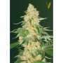 Cannabis seeds SUPER EXTRA SKUNK from Victory Seeds