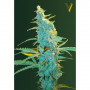 Cannabis seeds ULTRA POWER PLANT from Victory Seeds