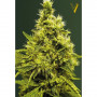 Cannabis seeds WHITE WIDOW from Victory Seeds