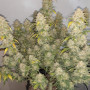Семена конопли Z Auto (Zkittlez Auto) от Fast Buds