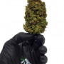 Cannabis seeds CBD Auto 20:1 from Fast Buds