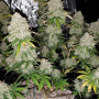 Семена конопли West Coast O.G. Auto от Fast Buds