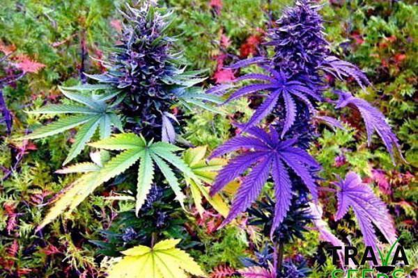 лучшие сорта марихуаны семена