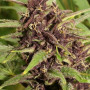 Cannabis seed variety Frisian Dew Feminised Silver