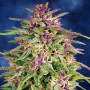 Cannabis seed variety Frisian Dew Feminised Silver