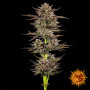 Семена конопли Frosted Zinn Auto x 3 Bears Auto от Barney's Farm