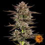 Семена конопли Frosted Zinn Auto x 3 Bears Auto от Barney's Farm