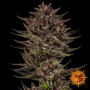 Семена конопли Frosted Zinn x Cookie Dog Auto от Barney's Farm