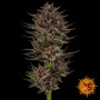 Семена конопли Frosted Zinn x Cookie Dog Auto от Barney's Farm